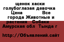 щенок хаски  голубоглазая девочка › Цена ­ 12 000 - Все города Животные и растения » Собаки   . Амурская обл.,Тында г.